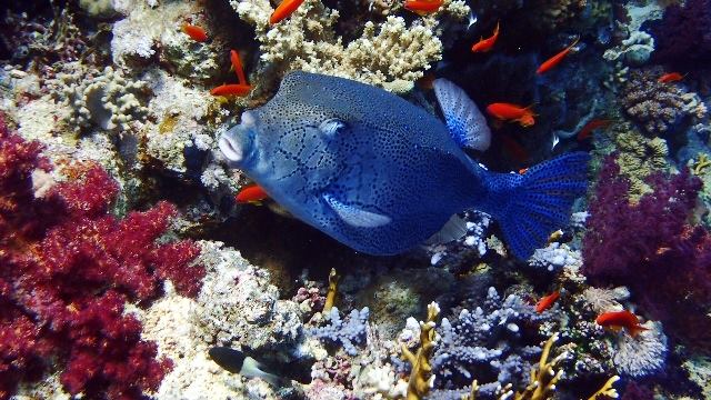 Sharm El Sheikh: 4 - Days Open Water Diving Course
