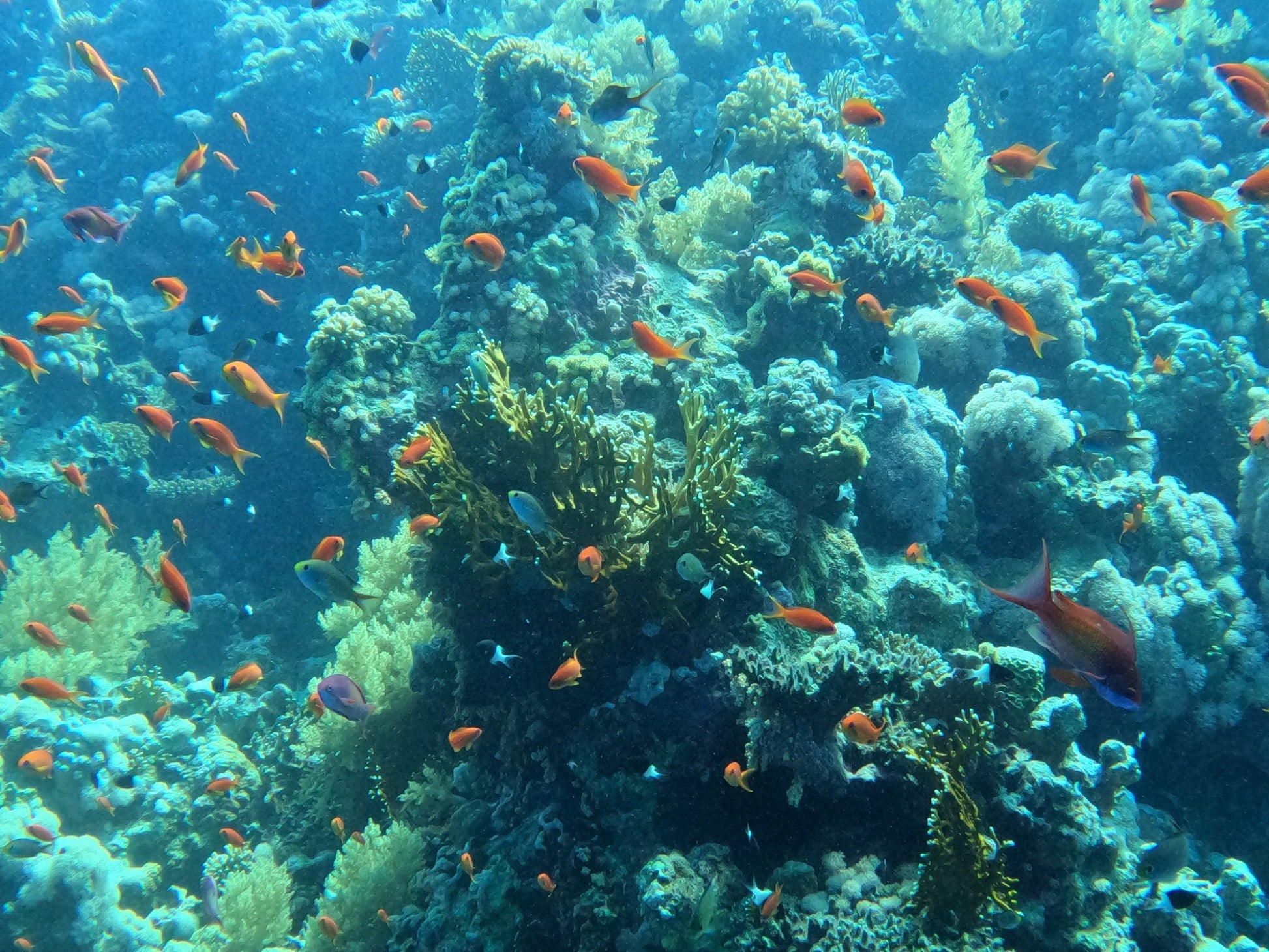 Sharm El Sheikh: 4 - Days Open Water Diving Course