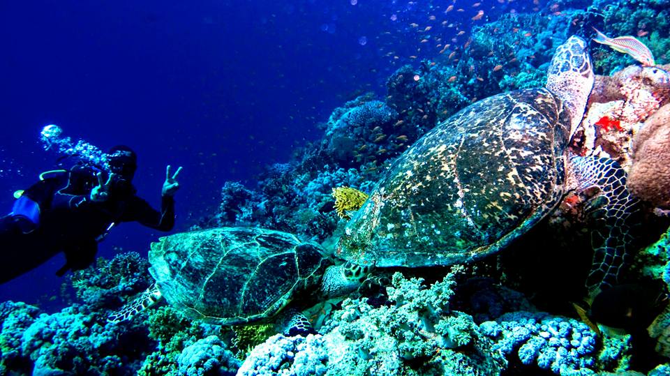Sharm El Sheikh: Advanced Open Water Diver Course