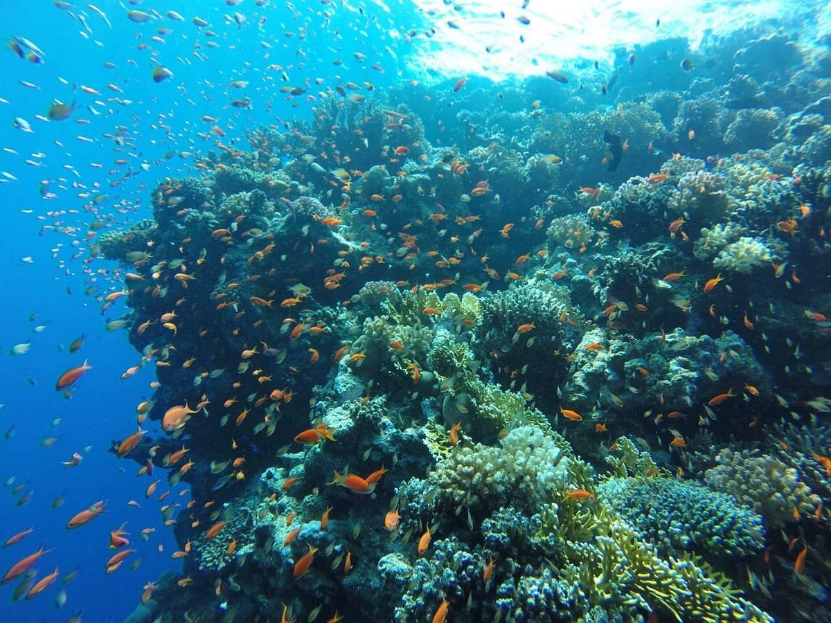 Sharm El Sheikh: Advanced Open Water Diver Course