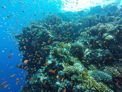 Sharm El Sheikh: Advanced Open Water Diver Course