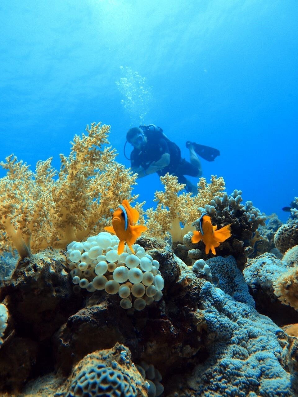Sharm El Sheikh: Advanced Open Water Diver Course