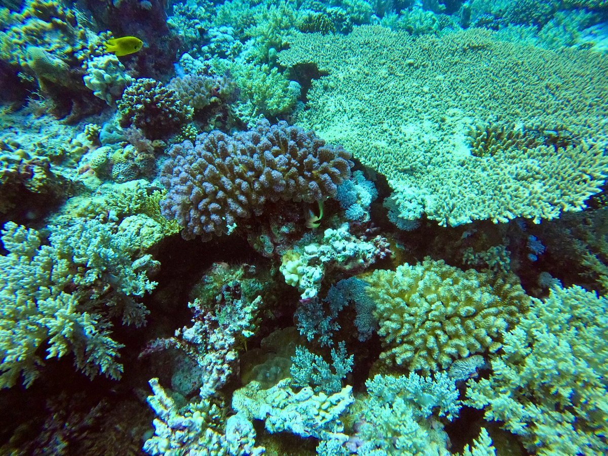 Sharm El Sheikh: Amphora Reef Shore Diving for Certified Divers