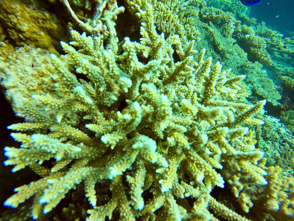 Sharm El Sheikh: Amphora Reef Shore Diving for Certified Divers