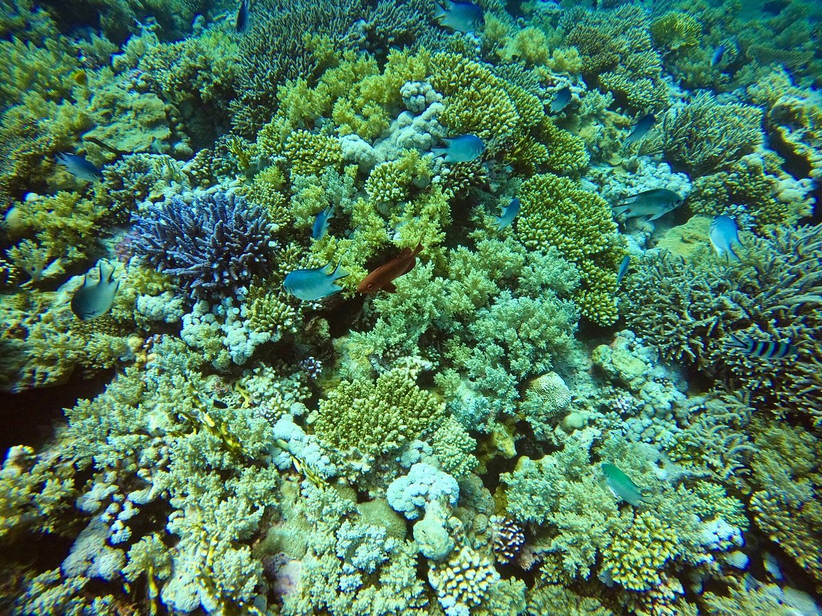Sharm El Sheikh: Amphora Reef Shore Diving for Certified Divers