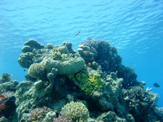 Sharm El Sheikh: Boat Snorkeling Trip