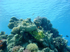 Sharm El Sheikh: Boat Snorkeling Trip