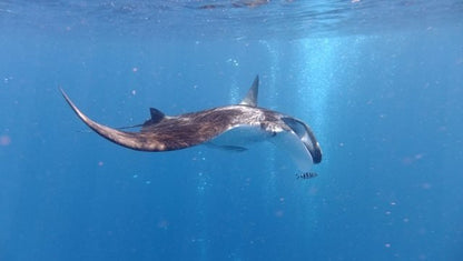 Sharm El Sheikh: Boat Snorkeling Trip