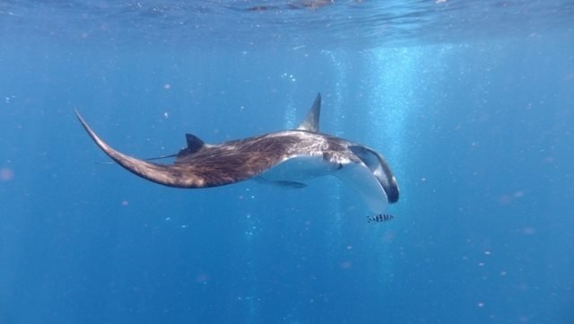 Sharm El Sheikh: Boat Snorkeling Trip