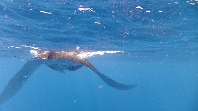 Sharm El Sheikh: Boat Snorkeling Trip