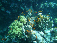 Sharm El Sheikh: Boat Snorkeling Trip
