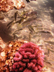 Sharm El Sheikh: Boat Snorkeling Trip