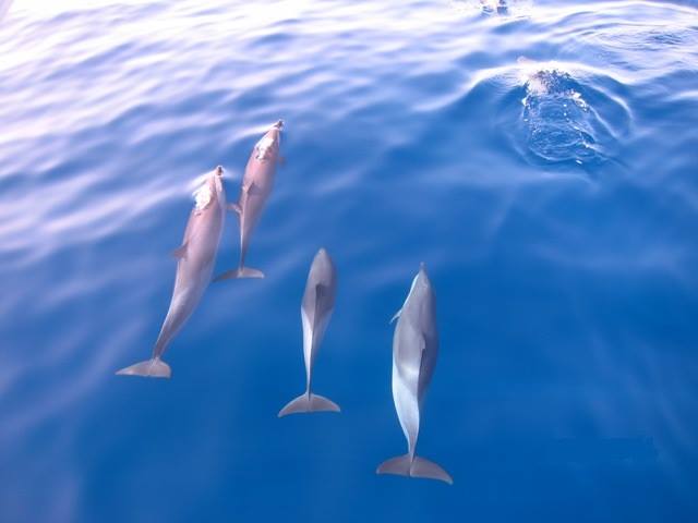 Sharm El Sheikh: Boat Snorkeling Trip