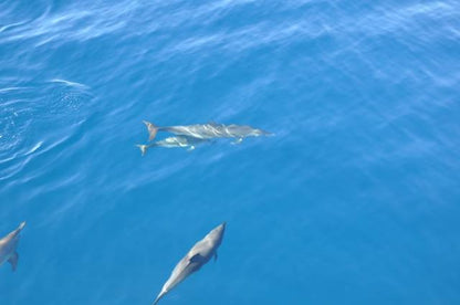 Sharm El Sheikh: Boat Snorkeling Trip