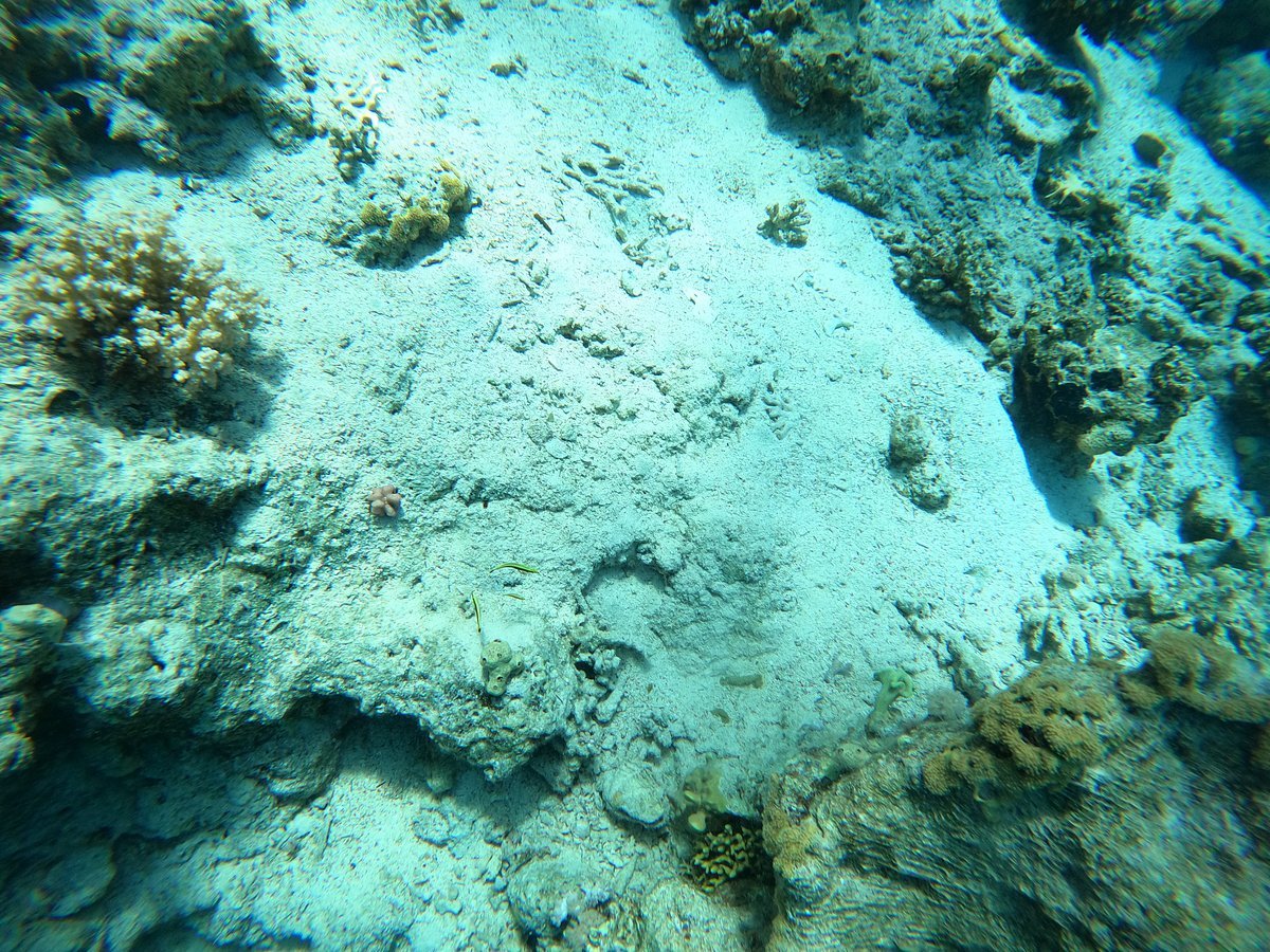 Sharm El Sheikh: Discover Scuba Diving Pool and Open Water Dive