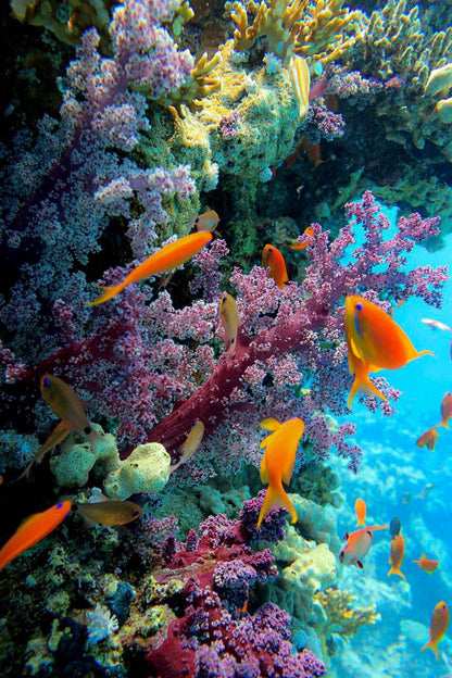 Sharm El Sheikh: Diving Trip at the SS Thistlegorm WWII Shipwreck