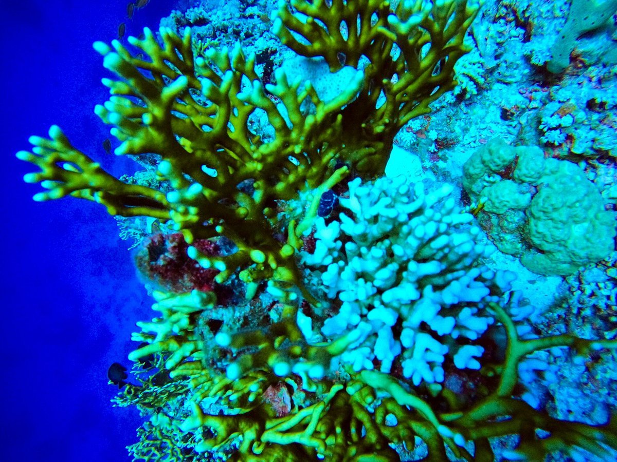 Sharm El Sheikh: Diving Trip at the SS Thistlegorm WWII Shipwreck