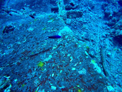Sharm El Sheikh: Diving Trip at the SS Thistlegorm WWII Shipwreck