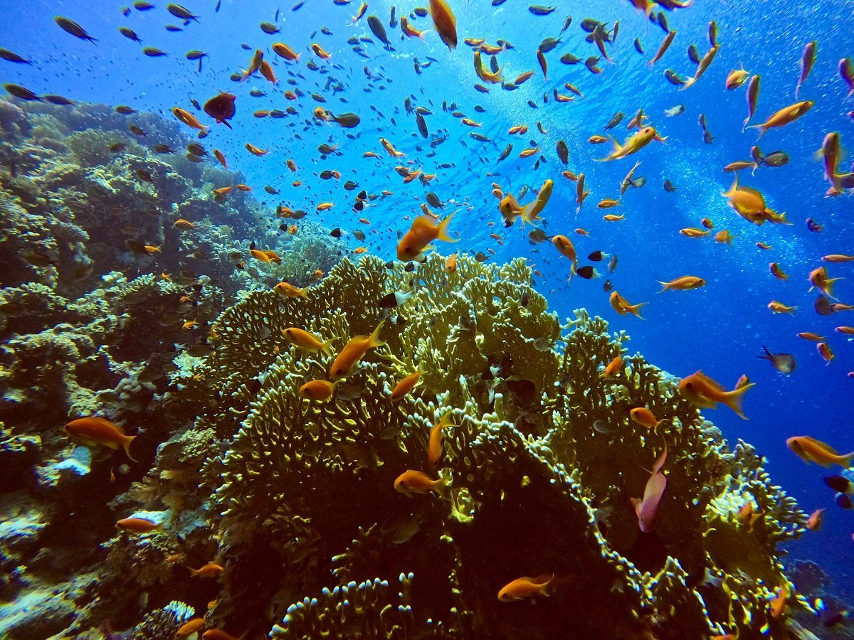 Sharm El Sheikh: Diving Trip at the SS Thistlegorm WWII Shipwreck