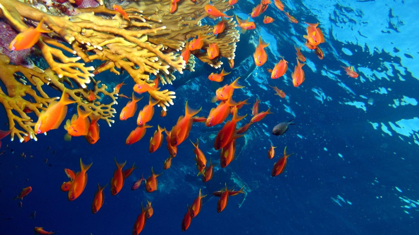 Sharm El Sheikh: Heldagsutflykt med snorkling vid Ras Mohammed
