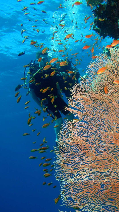 Sharm El Sheikh: Heldagsutflykt med snorkling vid Ras Mohammed