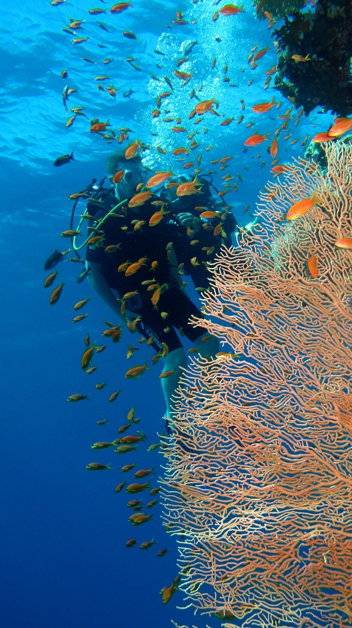 Sharm El Sheikh: Full - Day Ras Mohammed Snorkeling Boat Trip