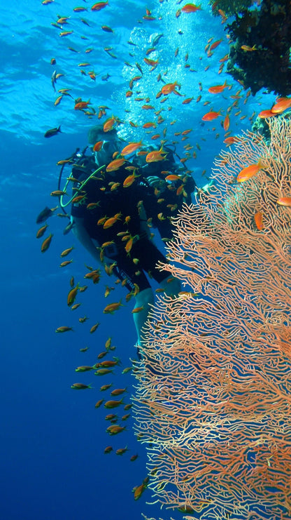 Sharm El Sheikh: Full - Day Ras Mohammed Snorkeling Boat Trip