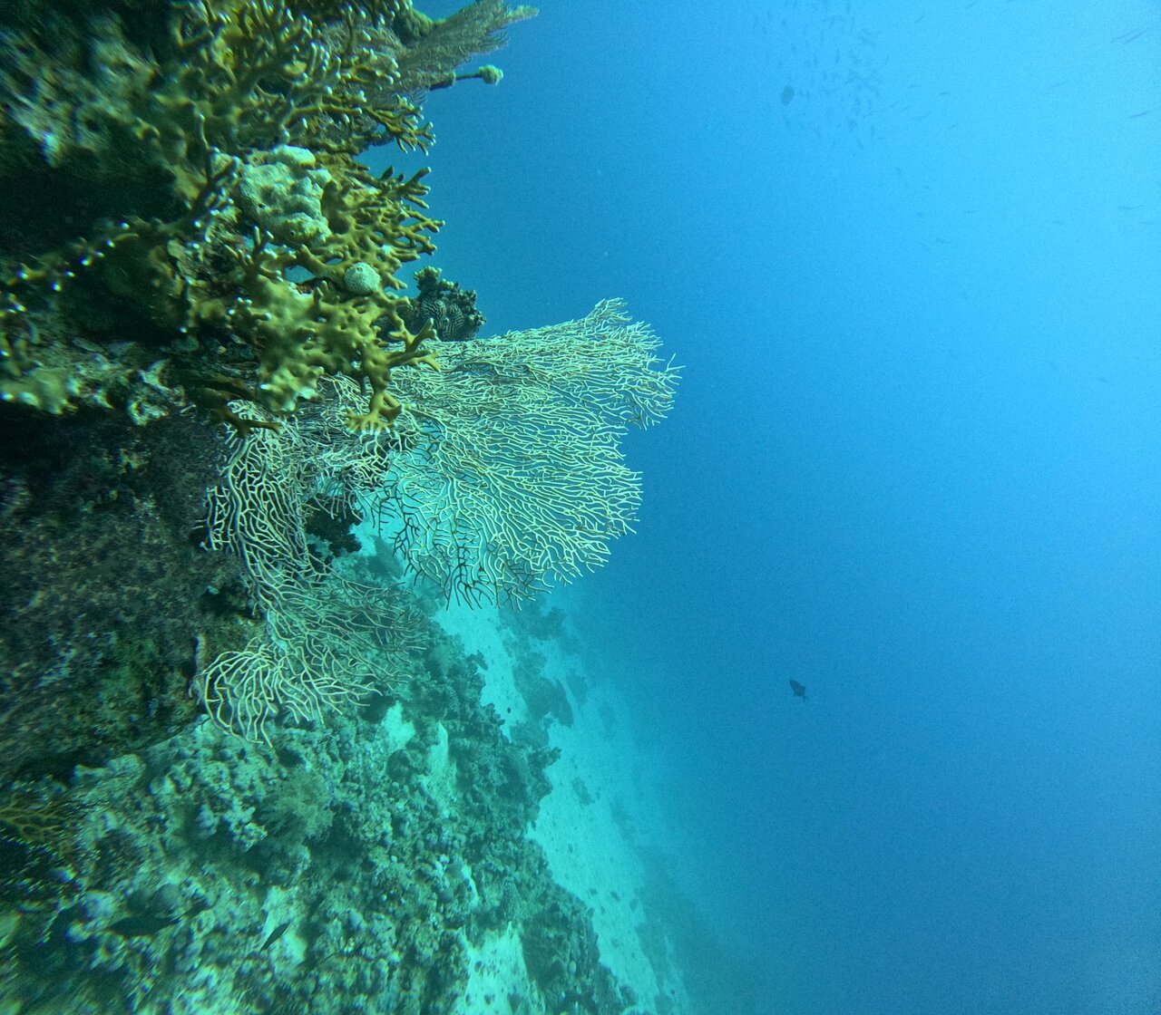 Sharm El Sheikh: Introduction to Scuba Diving
