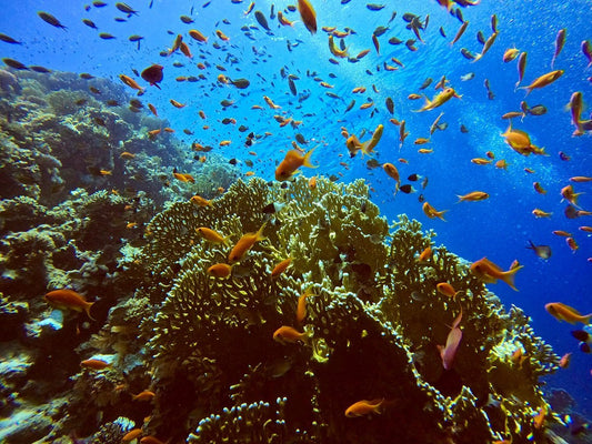 Sharm El Sheikh: Night Dive at Amphora Reef for Certified Divers