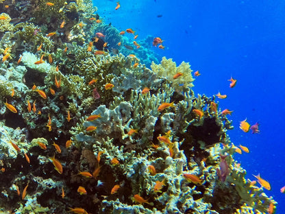 Sharm El Sheikh: Night Dive at Amphora Reef for Certified Divers