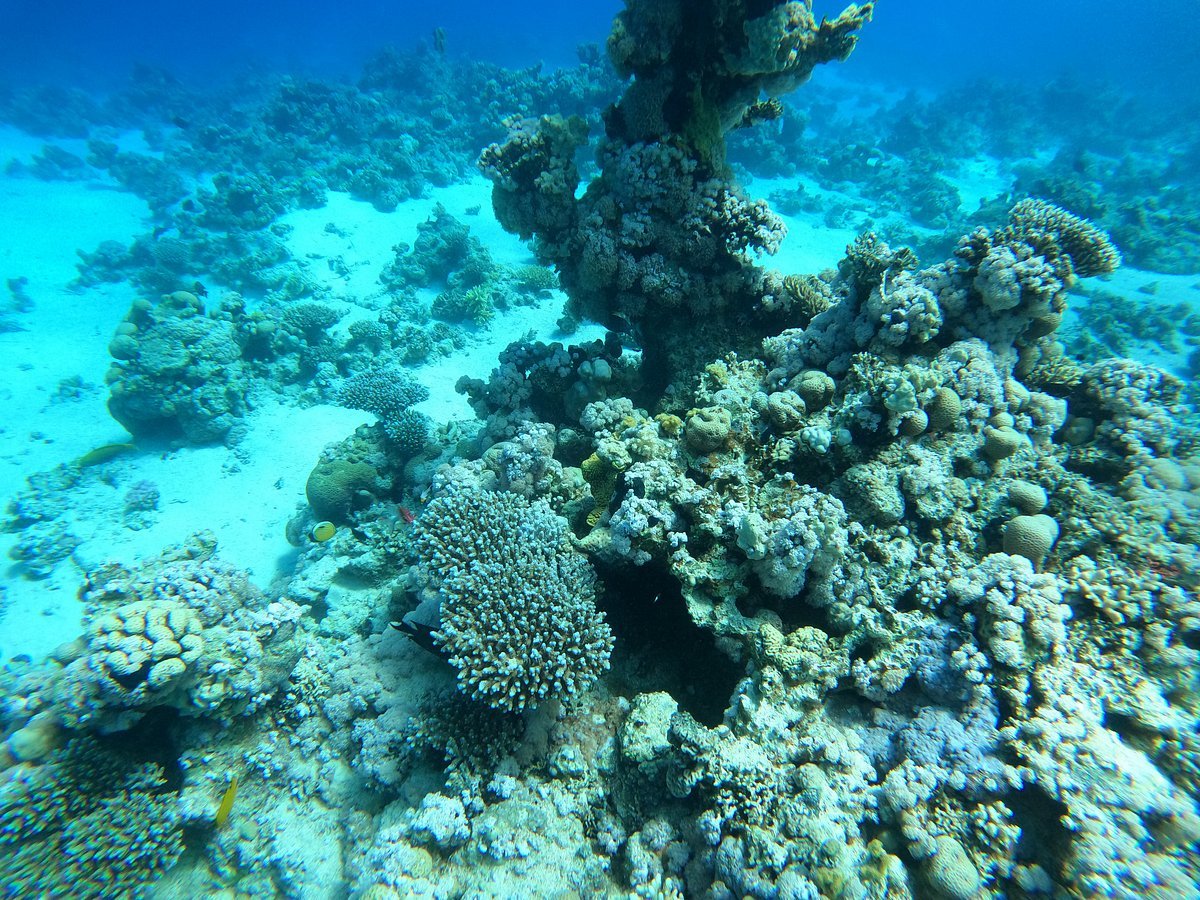 Sharm El Sheikh: Open Water Diver Course