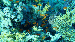 Sharm El Sheikh: Open Water Diver Course