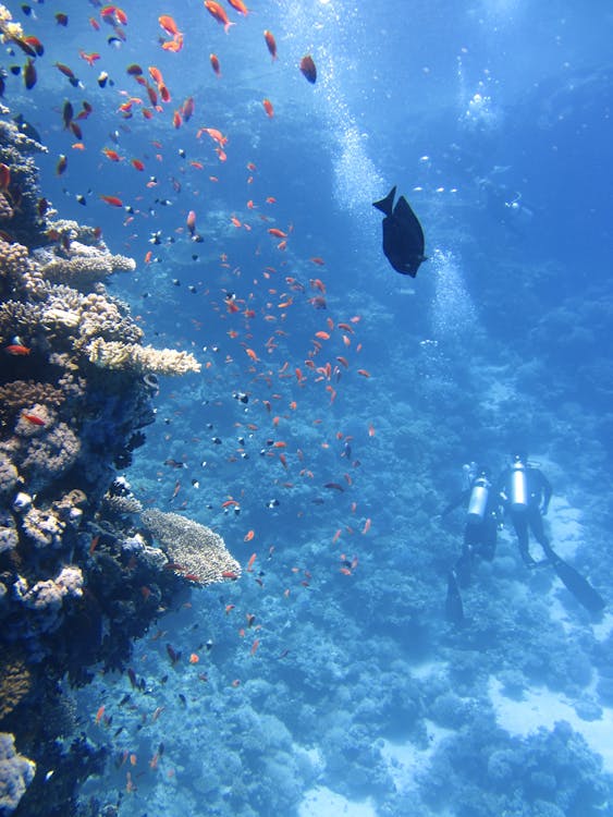 Sharm El Sheikh: PADI Advanced Open Water Diver Course