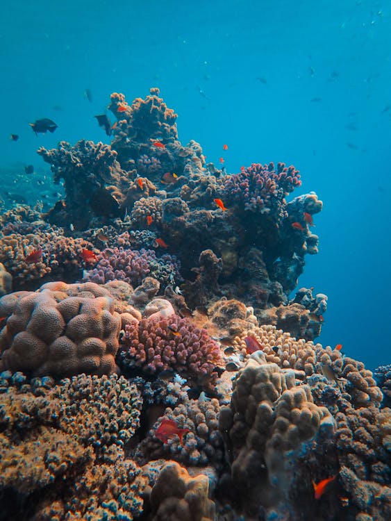 Sharm El Sheikh: PADI Advanced Open Water Diver Course