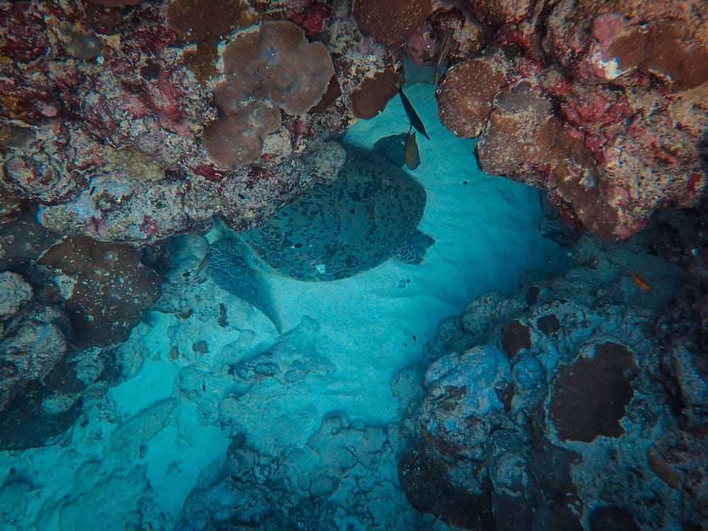 Sharm El Sheikh: PADI Advanced Open Water Diver Course