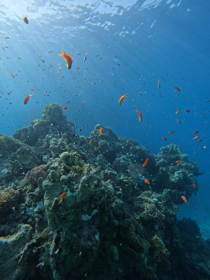 Sharm El Sheikh: PADI Open Water Diver Course