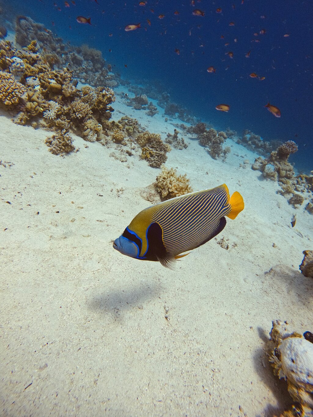 Sharm El Sheikh: PADI Open Water Diver Course