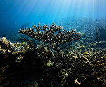 Sharm El Sheikh: PADI ReActivate Scuba Review