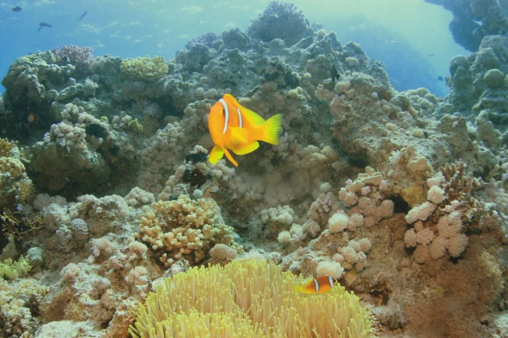 Sharm El Sheikh: PADI Scuba Diver Course