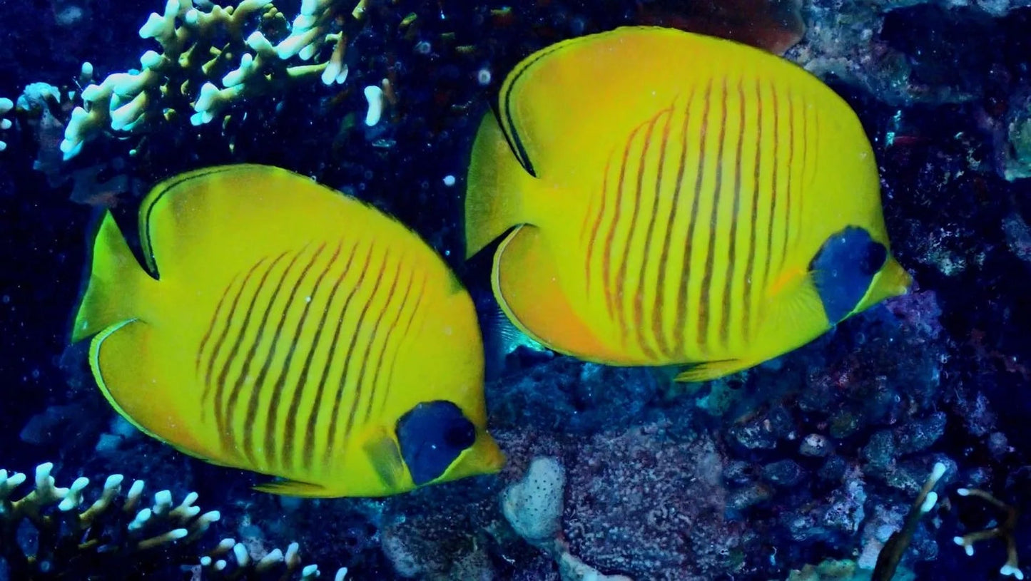 Sharm El Sheikh: PADI Scuba Diver Course