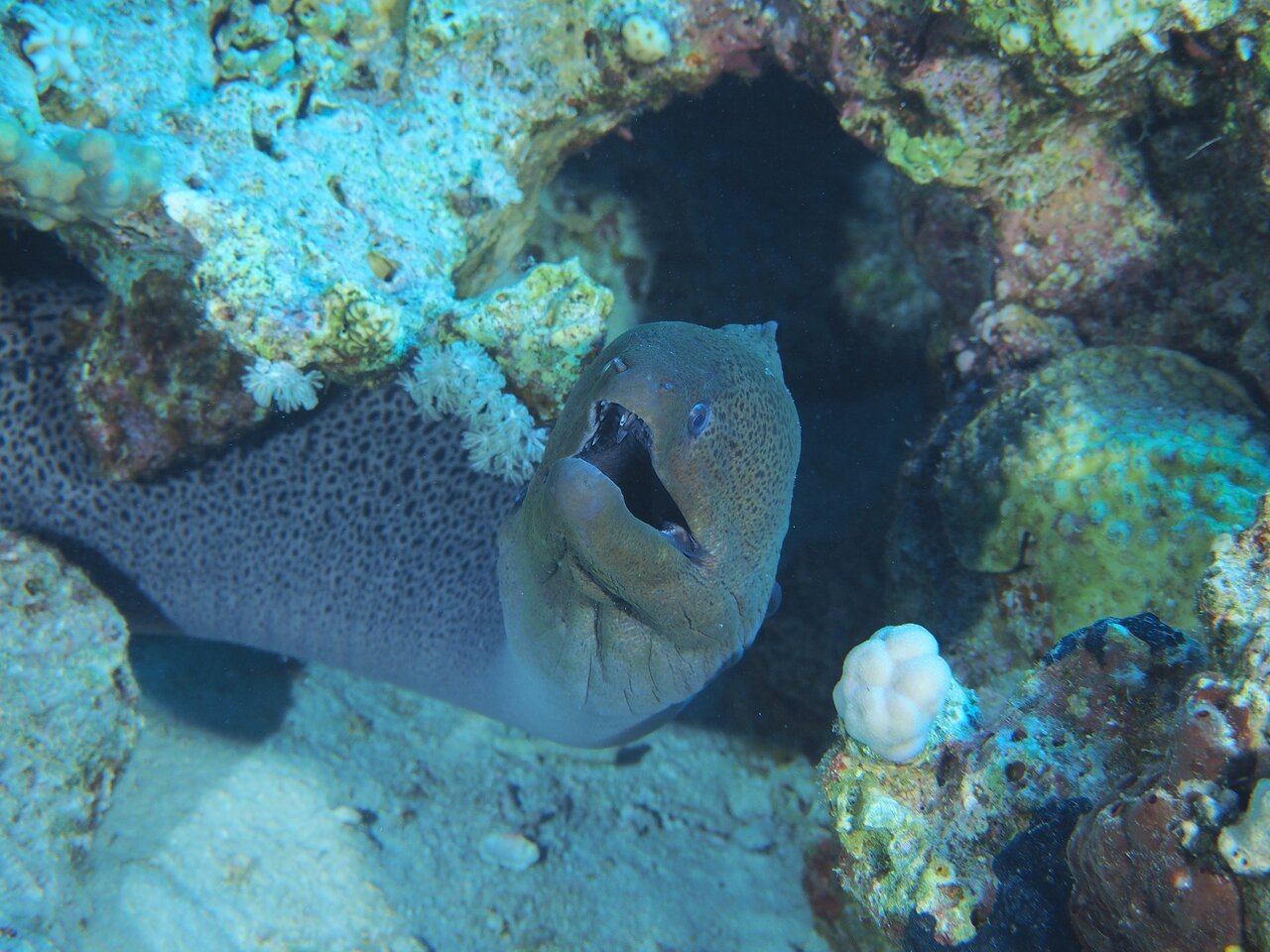 Sharm El Sheikh: PADI Scuba Diving Basics Course