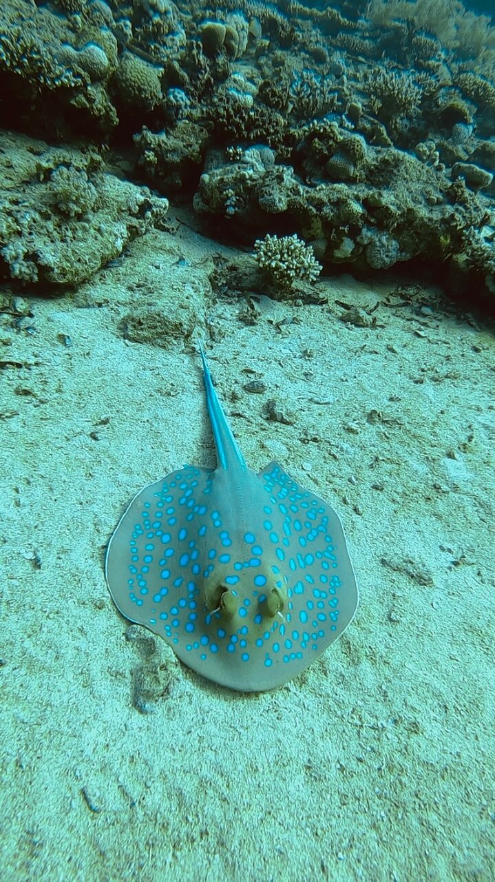 Sharm El Sheikh: PADI Scuba Diving Basics Course