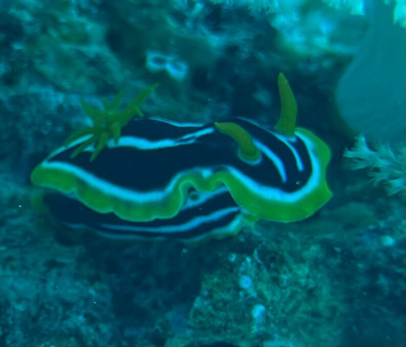Sharm El Sheikh: PADI Scuba Diving Basics Course