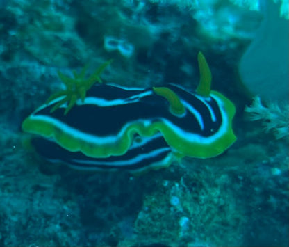 Sharm El Sheikh: PADI Scuba Diving Basics Course