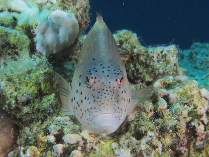 Sharm El Sheikh: PADI Scuba Diving Basics Course