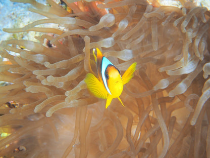 Sharm El Sheikh: PADI Scuba Diving Basics Course