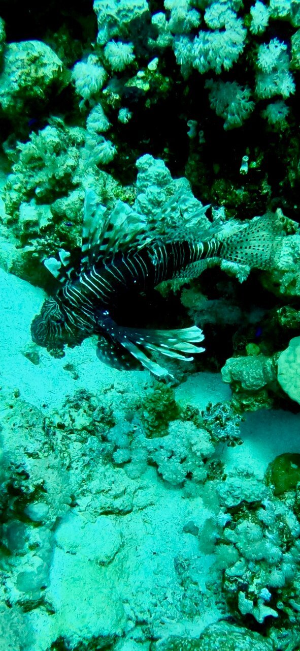 Sharm El Sheikh: PADI Scuba Diving Basics Course