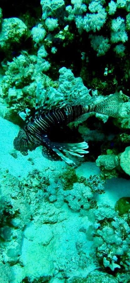 Sharm El Sheikh: PADI Scuba Diving Basics Course