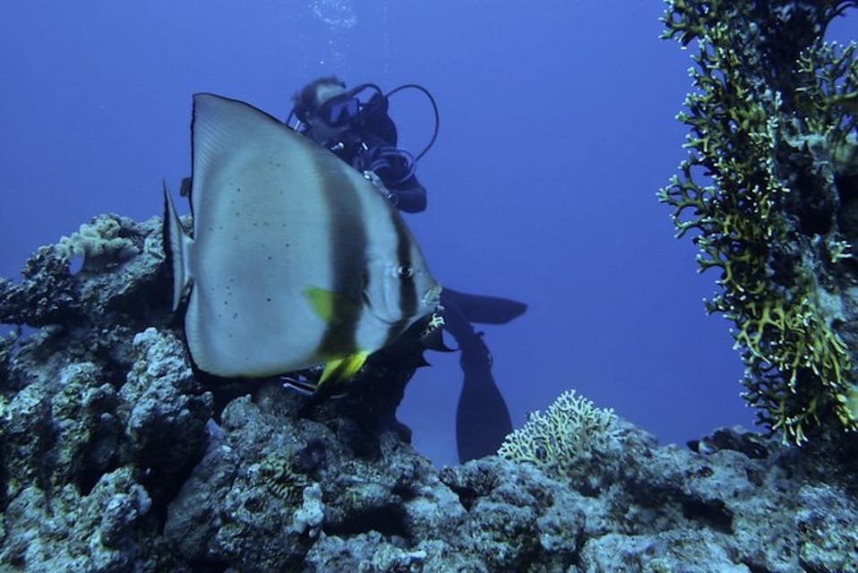 Sharm El Sheikh: Ras Mohamed and White Island Snorkeling or Diving Boat Trip