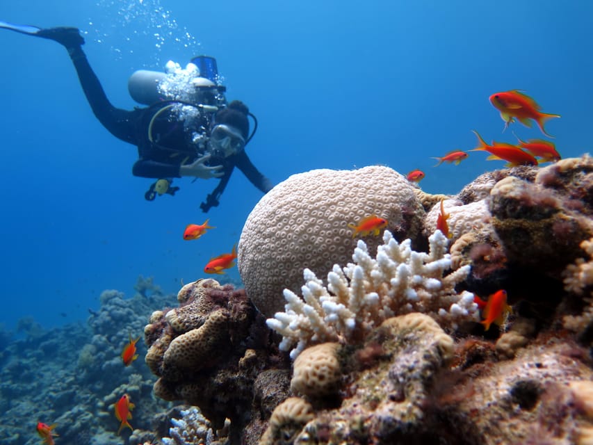 Sharm El Sheikh: Ras Mohamed and White Island Snorkeling or Diving Boat Trip
